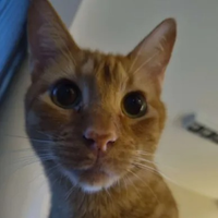 Whiskey