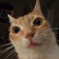 Mollb