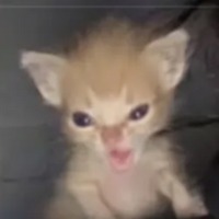 zKaitooh