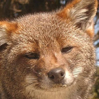 Fox_k1m