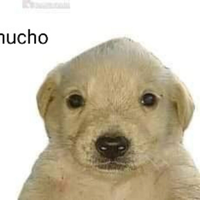 PorfirioTG