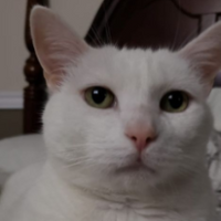 sebah