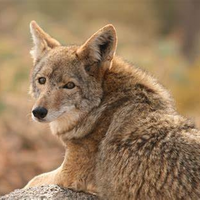 Coyote