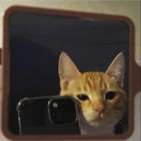 MrGatto
