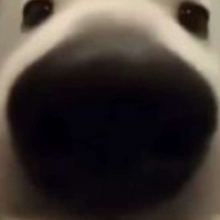 GnnoZ
