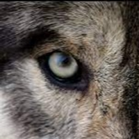 German_Lobos