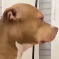 Bellaque