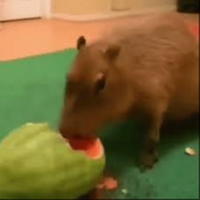 Talpika12